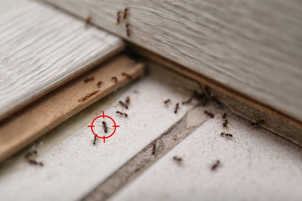 Best Spider Control Near Me  in Brogden, NC